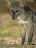 Crab-Eating Fox (Cerdocyon Thous) Alongside a Path in Torres Del Paine National Park  Chile