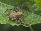 Transverse-Banded Crab Spider (Xysticus Transversatus)