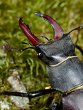 A Stag Beetle (Lucanus Cervus)  Italy