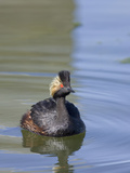 Eared Grebe in Breeding Plumage (Podiceps Caspicus)  Montana  USA