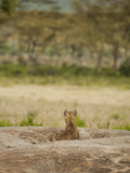 Spotted Hyena Resting and Watching on a Kopje Rock (Crocuta Crocuta)  Serengeti National Park