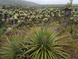 Bromeliads (Puya) and Frailejon (Espletia)  Puracâ» National Park  Department Cauca  Colombia