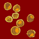 Chlamydia Bacteria are Gram-Negative Prokaryotes