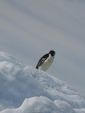 Gentoo Penguin (Pygoscelis Papua)