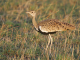 Hartlaub's Bustard  Lissotis Hartlaubii  Maasai Mara  Kenya  Africa