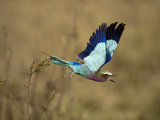 Lilac-Breasted Roller (Coracias Caudata)  Masai Mara Game Reserve  Kenya  Africa