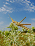 A Mediterranean Slant-Faced Grasshopper (Acrida Ungarica) in Habitat  Italy