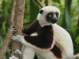Coquerel's Sifaka Face (Propithecus Coquereli)  Ankarafantsika National Park  Madagascar