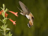 Rufous Hummingbird Immature Male (Selasphorus Rufus) Feeding at Zauschneria Latifolia Flowers  USA