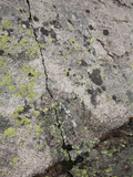 Groundwater Issuing from Crack in Lichen Covered Granite in the Rocky Mountains  Colorado  USA