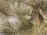 Long-Eared Owl (Asio Otus) in Pine Tree