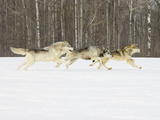 Gray Wolves (Canis Lupus) Running in the Snow with Birch Trees in Background  Northern Minnesota