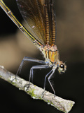 Female Copper Demoiselle Damselfly (Calopteryx Haemorrhoidalis)