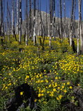 Succession in a Burned Forest  Glacier National Park  Montana  USA
