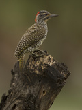 Golden-Tailed Woodpecker  Campethera Albingoni  Africa
