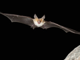 Pallid Bat (Antrozous Pallidus)  Flying  Searching for Food  Arizona  USA  Captive