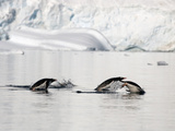 Adelie Penguins in Water (Pygoscelis Adeliae)