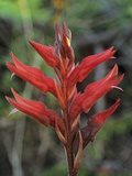 Beaked Orchid (Spiranthes Lanceolata)  Florida  USA