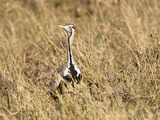 Hartlaub's Bustard (Eupodotis Hartlaubii)  Serengeti National Park  Tanzania