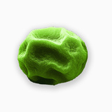 Grass Pollen  SEM