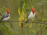 Red-Crested Cardinals  Paroaria Coronata  South America and an Introduced Species in Hawaii  USA