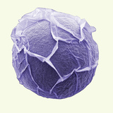 Sea Urchin Egg Ten Minutes after Fertilization after Fertilization