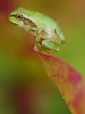 Italian Tree Frog (Hyla Intermedia) on Tip of a Leaf  Italy
