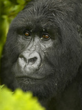 Young Male Mountain Gorilla Face  Gorilla Gorilla Beringei  in Volcanoes National Park  Rwanda