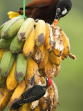 Montezuma Oropendola (Psarocolius Montezuma) with a Black-Cheeked Woodpecker Male