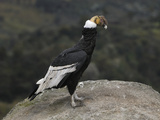 Male Andean Condor Perched on a Rock (Vultur Gryphus) Puracâ» National Park  Department Cauca