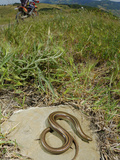 Italian Three-Toed Skink (Chalcides Chalcides) Basking Near a Trail Used by Bikers  Italy