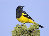 Male Scott's Oriole (Icterus Parisorum)
