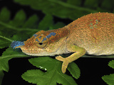 Boettger's or Blue-Nosed Chameleon (Calumma Boettgeri) Montagne D'Ambre Np  Antsiranana