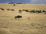 African Lion Hunting a Gnu Separated from the Herd of Migrating Wildebeests and Zebras