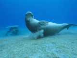 Dugong (Dugong Dugon)Scratching Itself on Coral to Remove Parasites