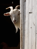 Domestic Goat (Capra Aegagrus Hircus) Peering Out of Barn  Pennsylvania  USA