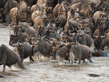 Wildebeest or Gnu  Connochaetes Taurinus  During River Crossing in the Masai Mara Gr  Kenya
