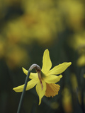 Narcissus Daffodil