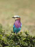 Lilac-Breasted Roller (Coracias Caudata) Perching  Lake Nakuru National Park  Kenya