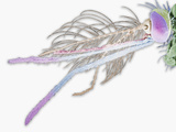 Head of an Anopheles Mosquito Showing the Antennae  Mouthparts  and Large Compound Eye  SEM X85
