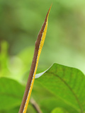 Male Madagascan Twig-Nosed or Spear-Nosed Snake (Langaha Madagascariensis)  Northern Madagascar