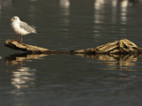 Grey-Headed Gull (Larus Cirrocephalus) in Breeding Plumage  Lake Nakuru  Kenya  Africa