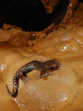 Ambrosi's Cave Salamander (Speleomantes Ambrosii)