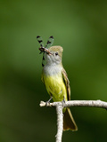 Great Crested Flycatcher (Myiarchus Crinitus) with Dragonfly Prey in its Beak  Pennsylvania  USA