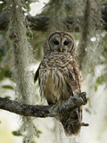 Barred Owl (Strix Varia) in Tree  Lake Cypress  Florida  USA