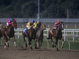 Thoroughbred Horses (Equus Caballus) Racing  Penn National Raceway  Pennsylvania  USA