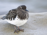Black Turnstone (Arenaria Melanocephala) in Winter Plumage  La Jolla  California  USA