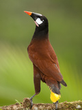 Montezuma's Oropendola (Psarocolius Oropendola)  Arenal  Costa Rica