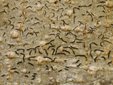 Close-Up View of Hieroglyphic or Pencil Mark Lichen (Graphis Scripta) Growing on the Bark