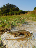 Bocage's Wall Lizard Female (Podarcis Bocagei)  Portugal